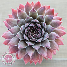 Load image into Gallery viewer, Sempervivum &#39;Greyolla&#39;
