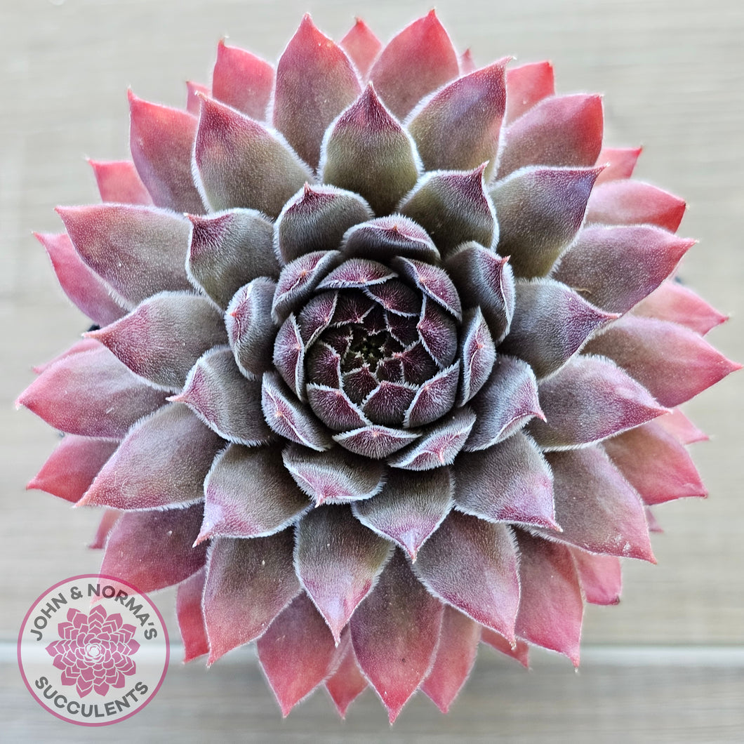 Sempervivum 'Greyolla'