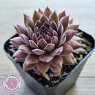 Sempervivum 'Greyolla'