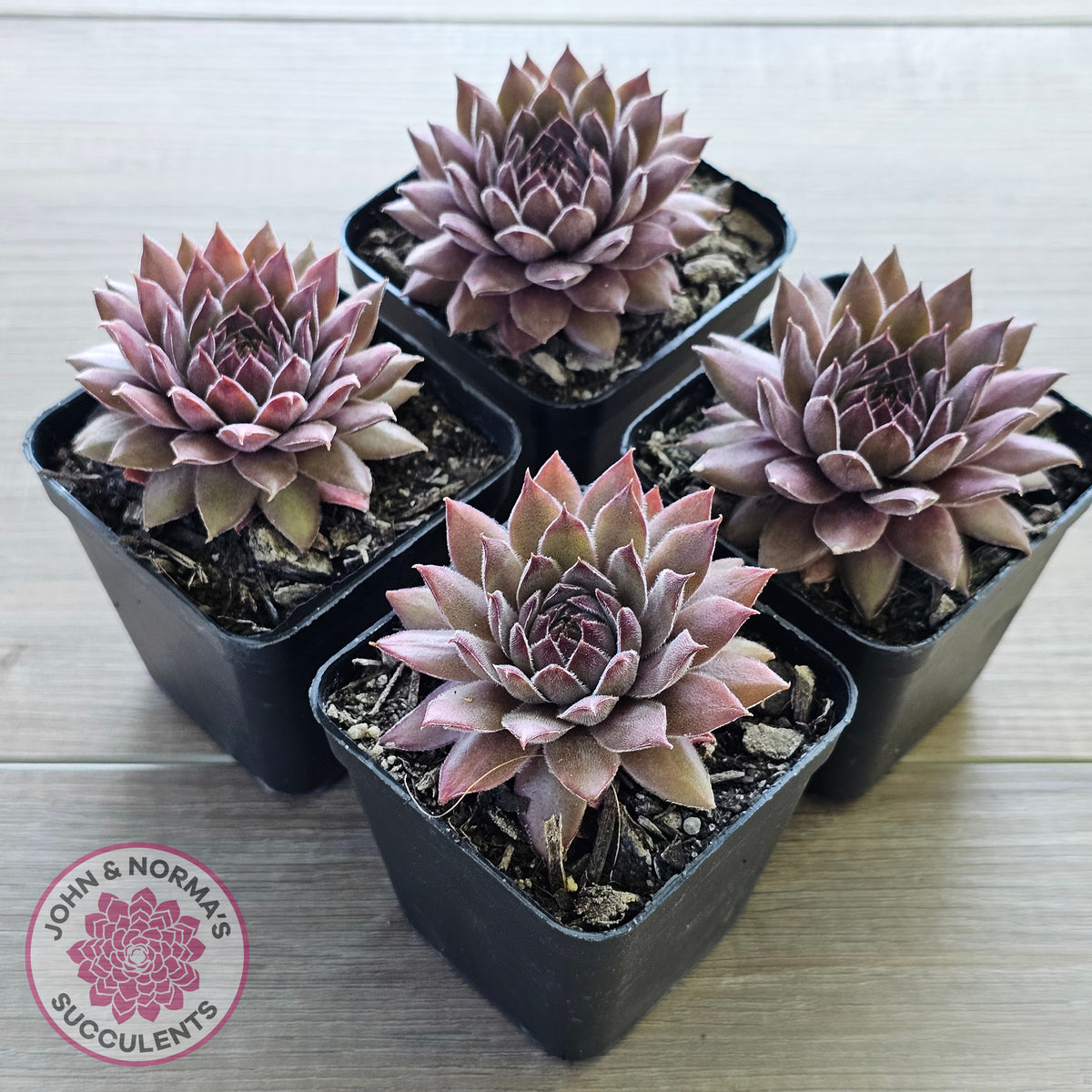 Sempervivum 'Greyolla'