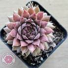 Sempervivum 'Greyolla'