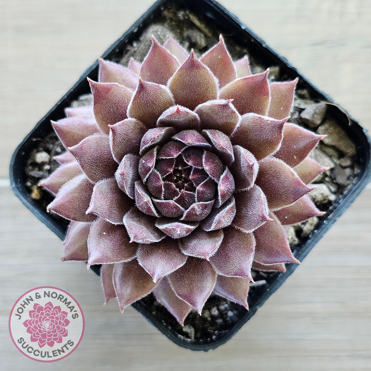 Sempervivum 'Greyolla'