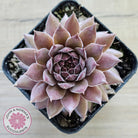 Sempervivum 'Greyolla'