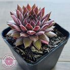 Sempervivum 'Greyolla'