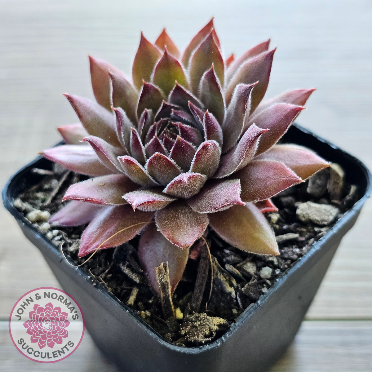 Sempervivum 'Greyolla'