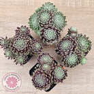 Sempervivum 'Hairy Balls'
