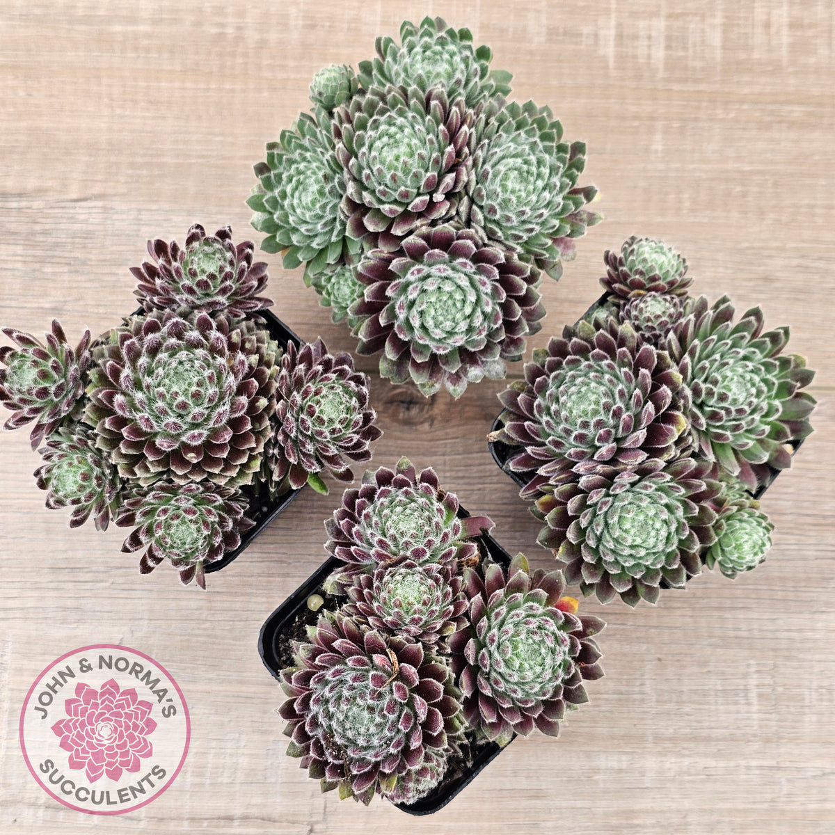 Sempervivum 'Hairy Balls'