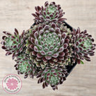 Sempervivum 'Hairy Balls'