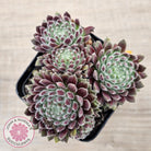 Sempervivum 'Hairy Balls'