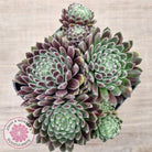 Sempervivum 'Hairy Balls'