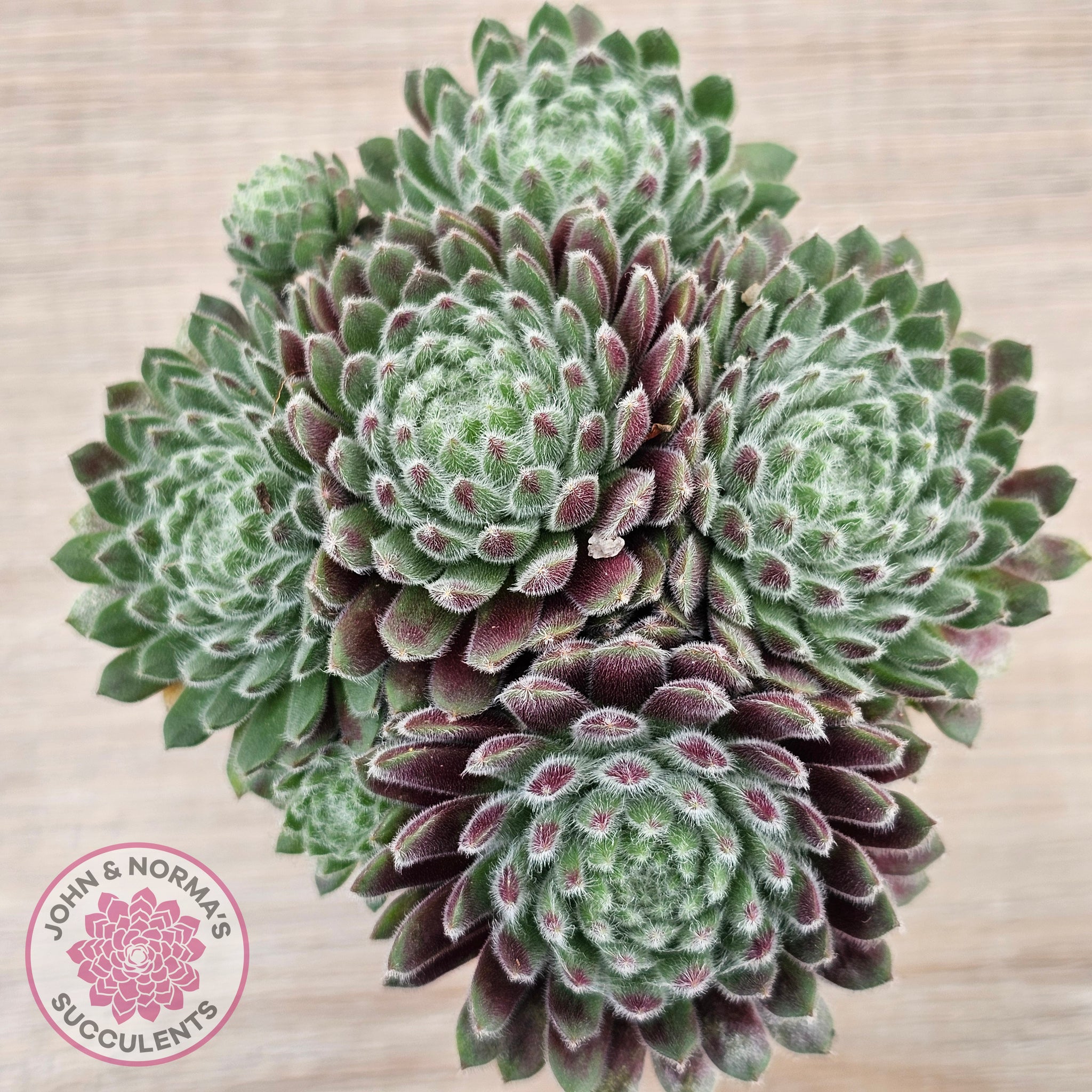 Buy Sempervivum 'Hairy Balls' Australia