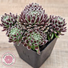 Sempervivum 'Hairy Balls'