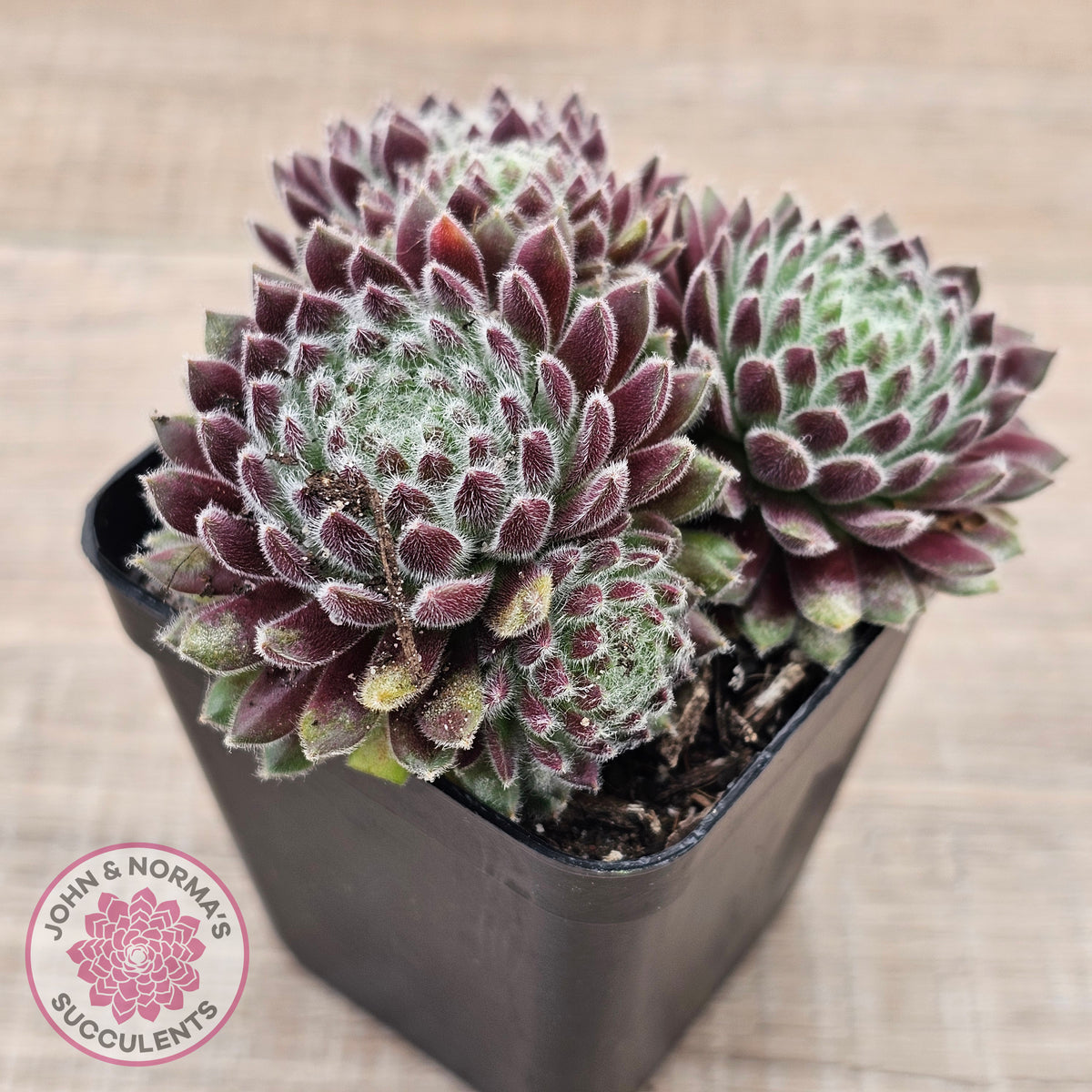 Sempervivum 'Hairy Balls'