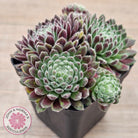 Sempervivum 'Hairy Balls'
