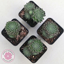 Load image into Gallery viewer, Sempervivum &#39;Hairy Balls&#39; - John &amp; Norma&#39;s Succulents Australia
