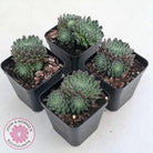 Sempervivum 'Hairy Balls'