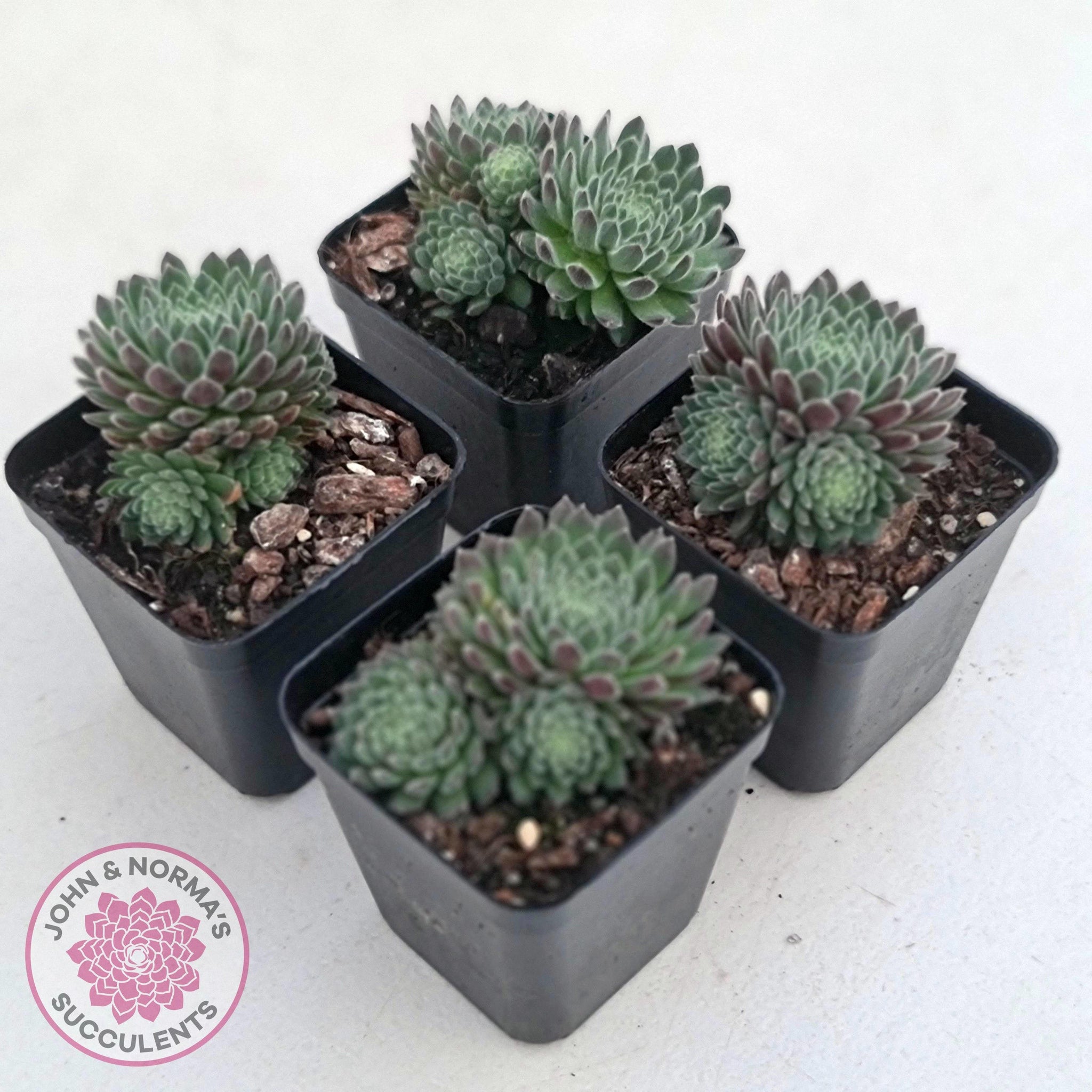 hairy succulents Buy Sempervivum 'Hairy Balls' Australia