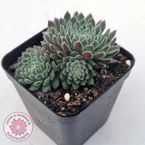 Sempervivum 'Hairy Balls' - John & Norma's Succulents Australia