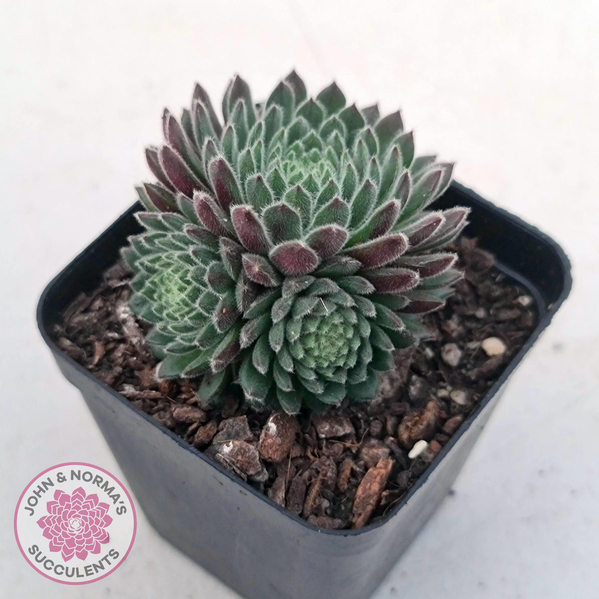 Sempervivum 'Hairy Balls' | John & Norma's Succulents – John & Norma's ...