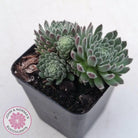 Sempervivum 'Hairy Balls'