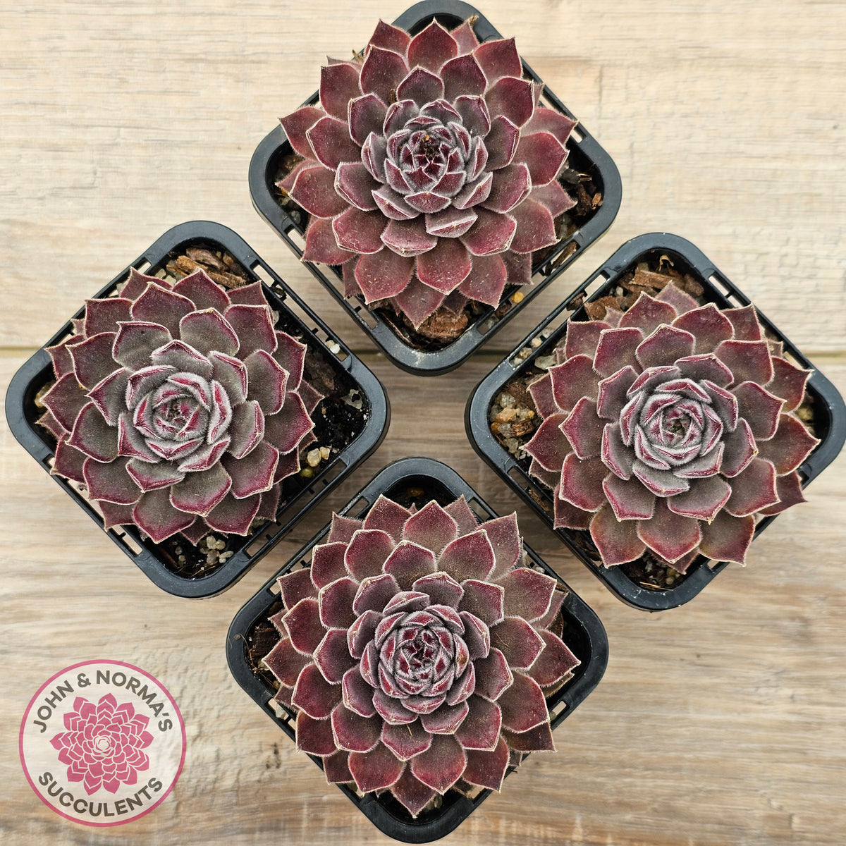 Sempervivum 'Hairy Grey'