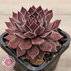 Sempervivum 'Hairy Grey'
