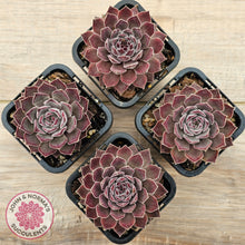 Load image into Gallery viewer, Sempervivum &#39;Hairy Grey&#39;

