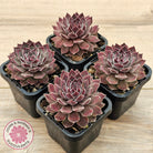 Sempervivum 'Hairy Grey'