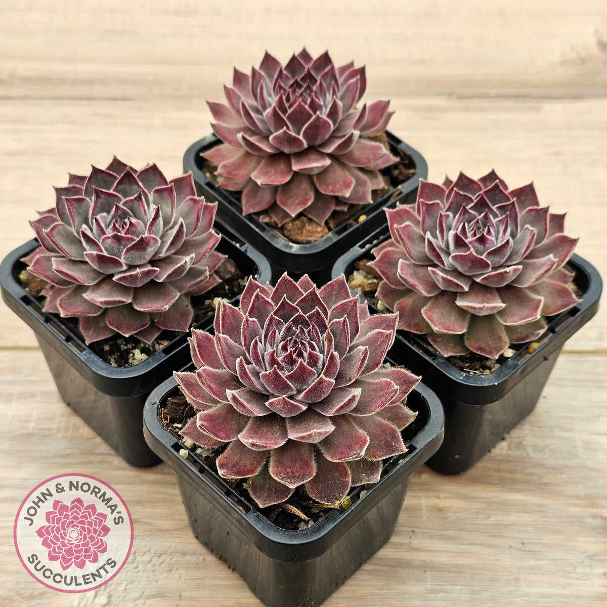 Sempervivum 'Hairy Grey'