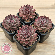 Load image into Gallery viewer, Sempervivum &#39;Hairy Grey&#39;
