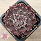 Sempervivum 'Hairy Grey'