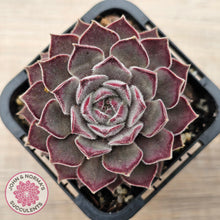 Load image into Gallery viewer, Sempervivum &#39;Hairy Grey&#39;
