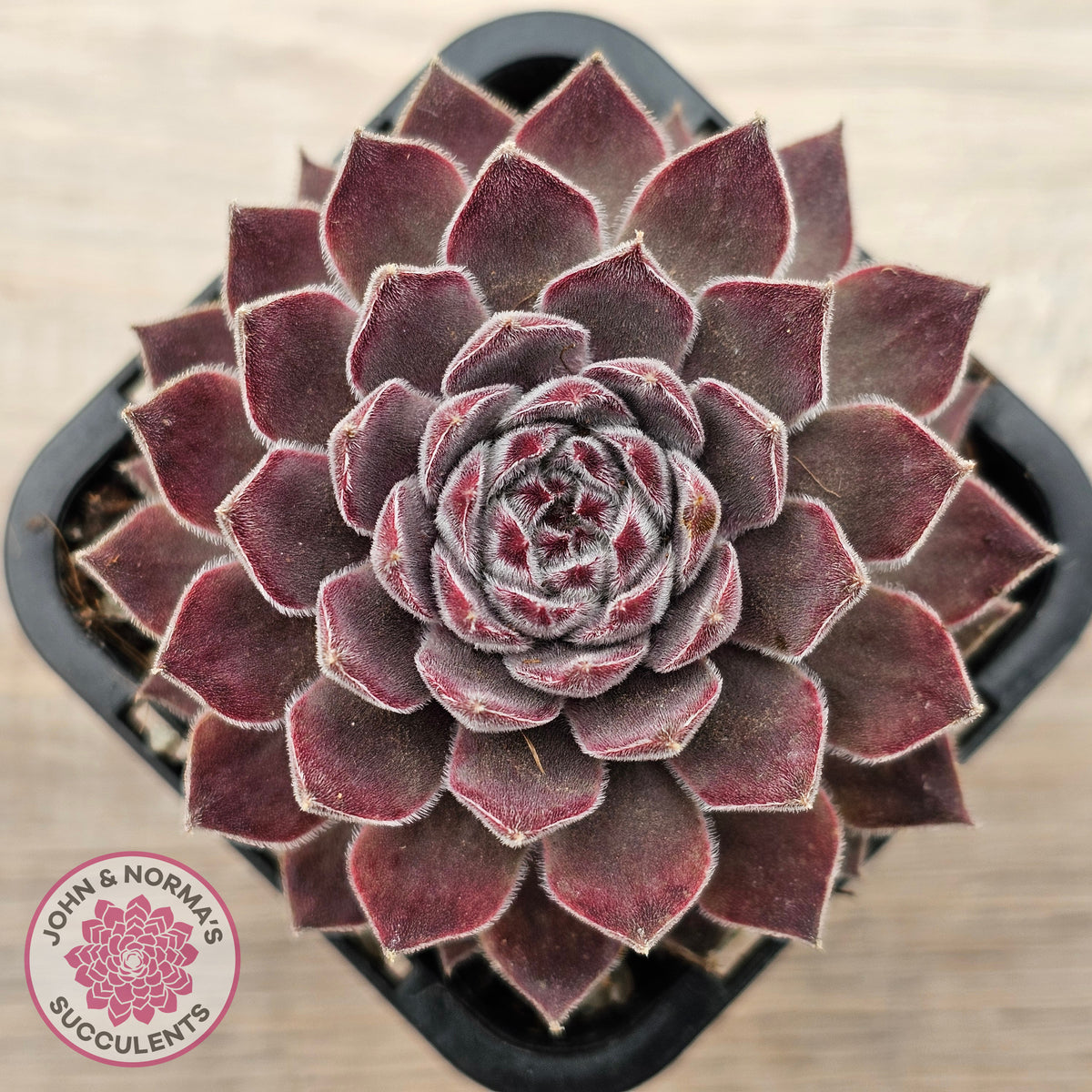 Sempervivum 'Hairy Grey'