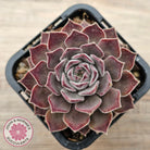 Sempervivum 'Hairy Grey'