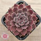 Sempervivum 'Hairy Grey'