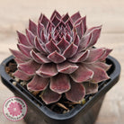 Sempervivum 'Hairy Grey'
