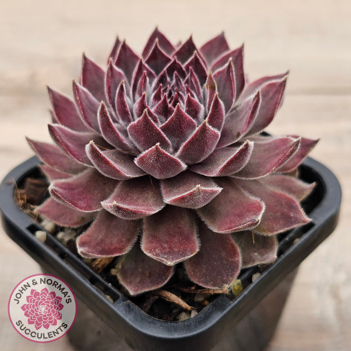 Sempervivum 'Hairy Grey'