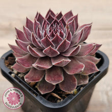 Load image into Gallery viewer, Sempervivum &#39;Hairy Grey&#39;
