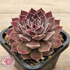 Sempervivum 'Hairy Grey'