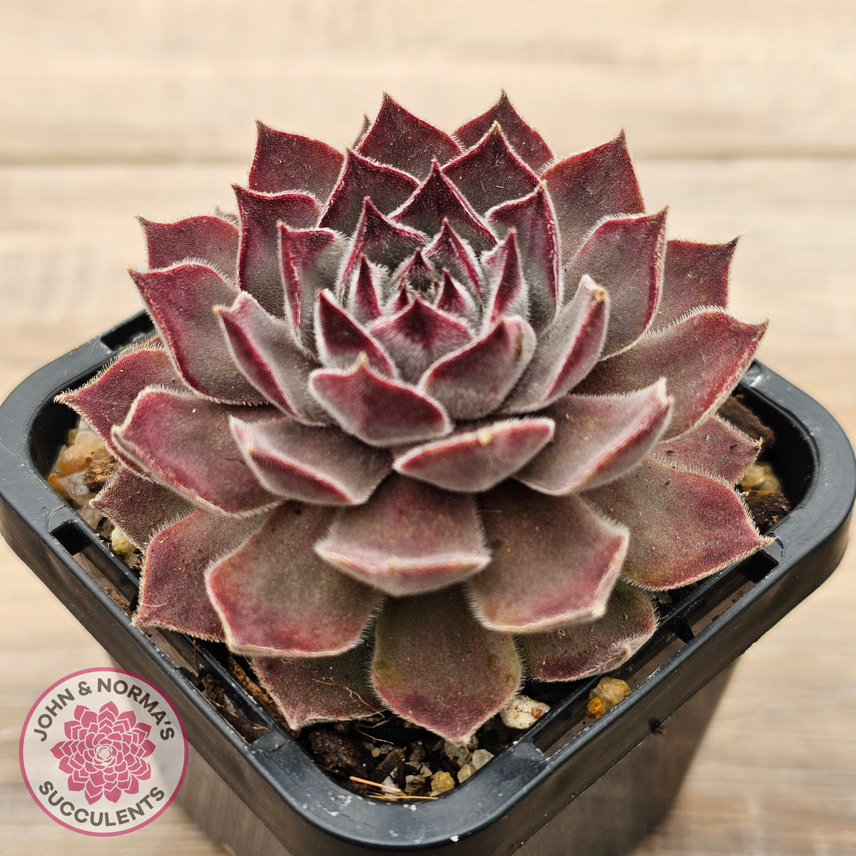 Sempervivum 'Hairy Grey'