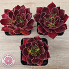 Sempervivum 'Inferno'