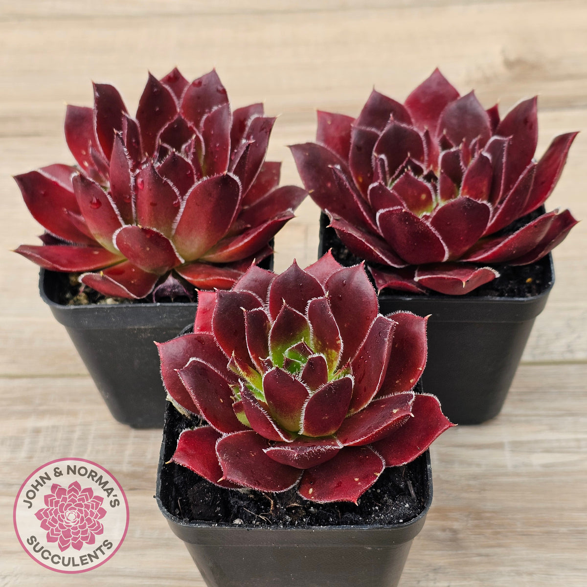 Sempervivum 'Inferno'
