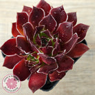 Sempervivum 'Inferno'