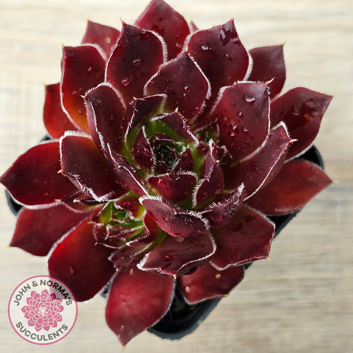 Sempervivum 'Inferno'