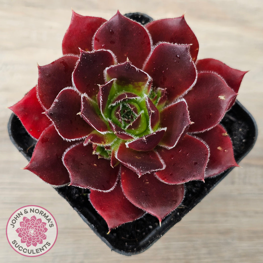 Sempervivum 'Inferno'