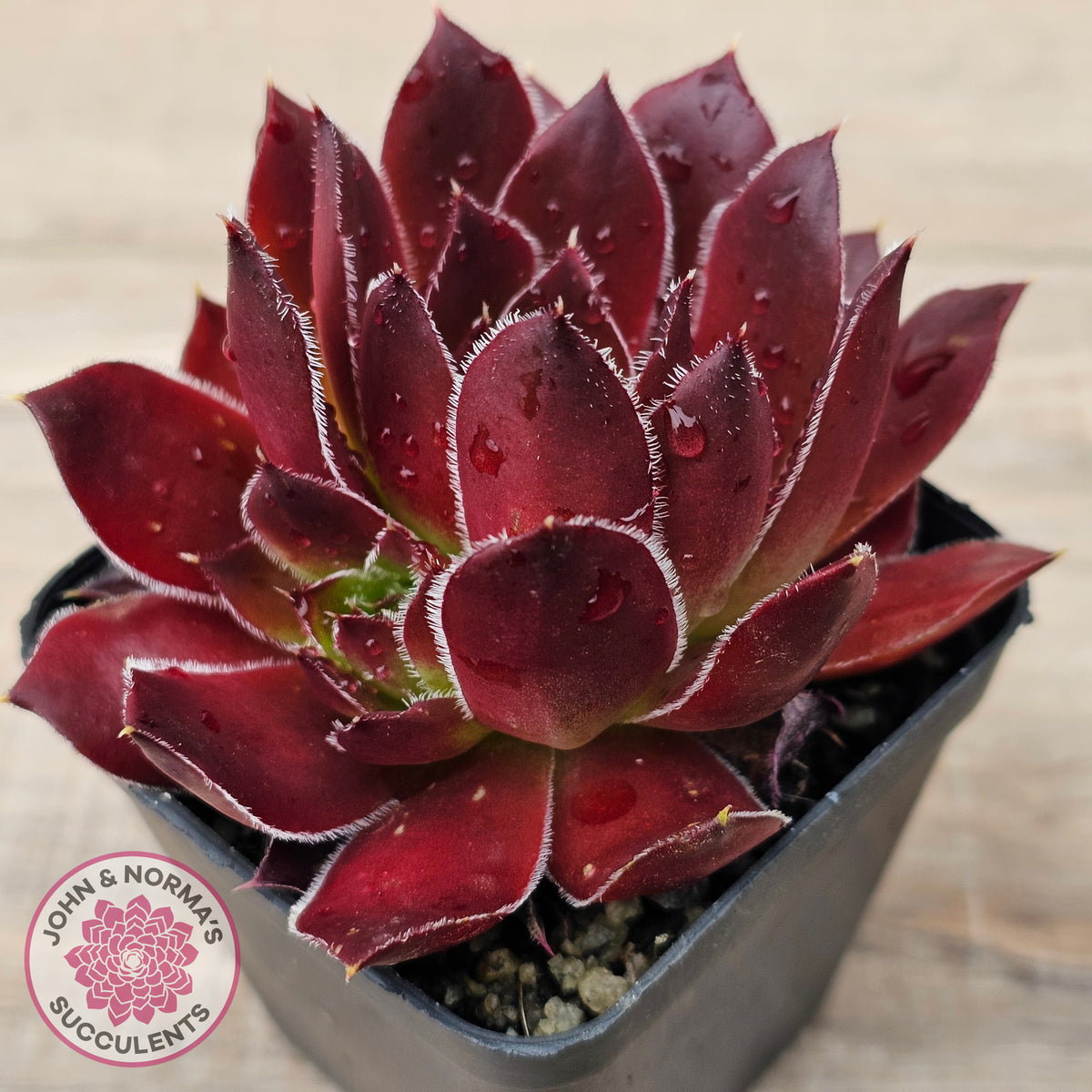 Sempervivum 'Inferno'