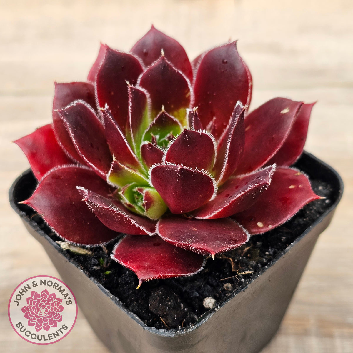 Sempervivum 'Inferno'