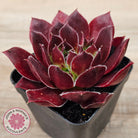 Sempervivum 'Inferno'