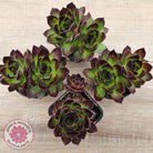 Sempervivum 'Jolly Green Giant'