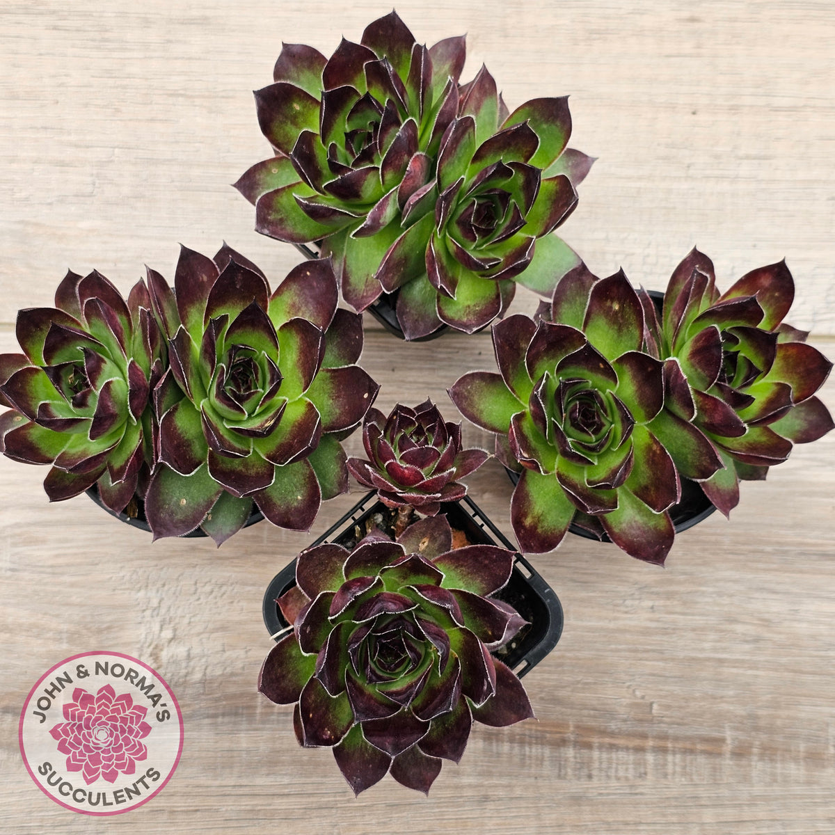 Sempervivum 'Jolly Green Giant'
